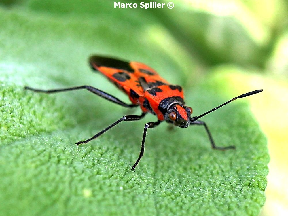 Corizus hyoscyami - Rhopalidae